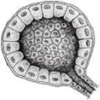 Схема строения альвеолы. Видна наружная мембрана, один слой железистых клеток.