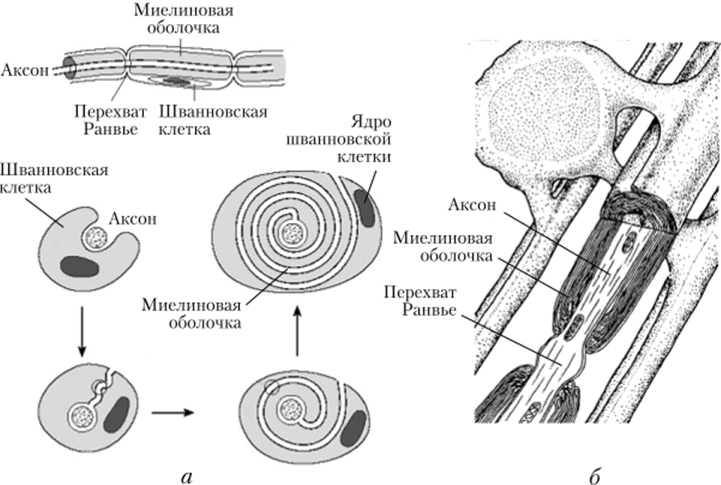 Образование миелиновой оболочки нервного волокна в периферической нервной системе (а) и в ЦНС (б).