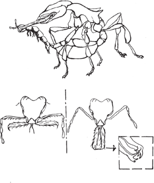 'Гак выглядит охота муравья-специалиста на ногохвостку (пояснения в тексте).