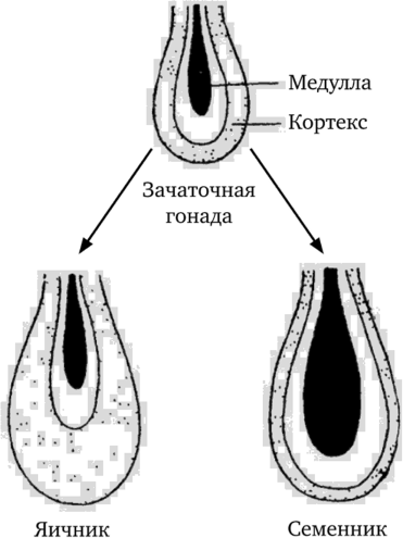 Схема дифференциации гонад в онтогенезе (по М. Е. Лобашеву, 1967).