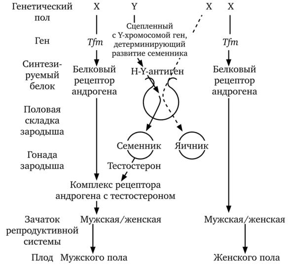 Общая схема событий, с которыми связана дифференцировка половых складок зародыша и зачатков репродуктивной системы в мужские или женские гонады и репродуктивную систему плода.