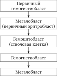 Схема клеточной дифференцировки раннего эритропоэза.