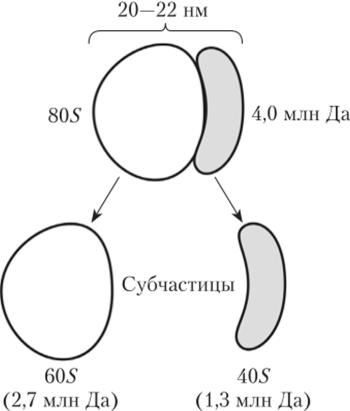 Эукариотическая рибосома и ее диссоциация на две субчастицы.