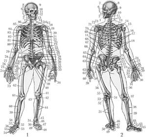 Скелет и связочный аппарат человека.