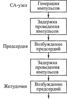 Схема синхронизации работы отдельных участков проводящей системы.