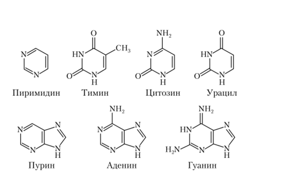 Азотистые основания, входящие в состав нуклеиновых кислот (производные пиримидина и пурина).
