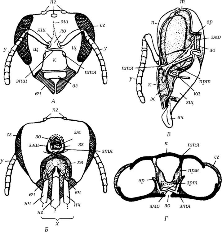 Строение головы рабочей пчелы (по Р. Е. Снодграссу).