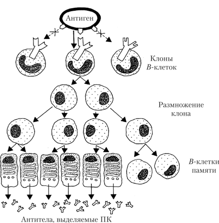 Активация клона 5-клеток при появлении антигена с соответствующими эпитопами.