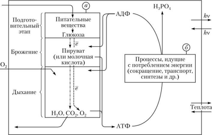 Интегральная блок-схема биоэнергетики гетеротрофных организмов.