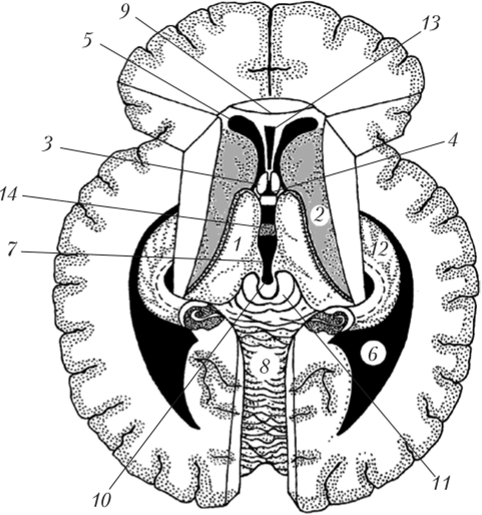 Схема ступенчатого горизонтального среза через головной мозг.