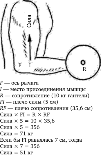 Иллюстрация того, как длина рычага влияет на уровень прилагаемой мышечной силы.
