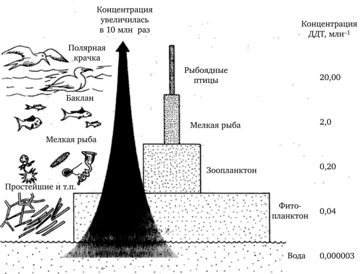 Изменение общей биомассы и концентрации ДДТ в пищевых цепях водных экосистем.