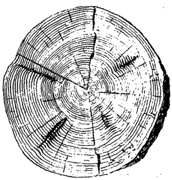 Кольцевые слои деревьев — летопись местного климата.