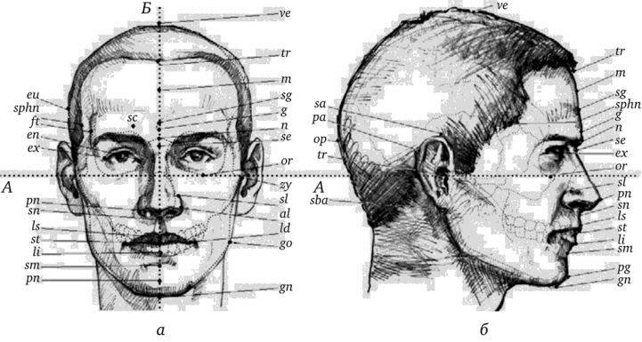 Антропометрические (кефалометрические) точки головы анфас (а) и профиль (б).