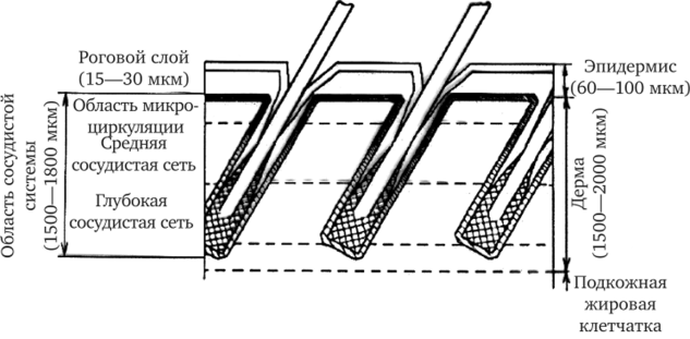 Схематическое представление структуры кожного покрова.