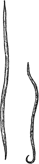 Ascaris lumbricoides (Скрябин,1923).