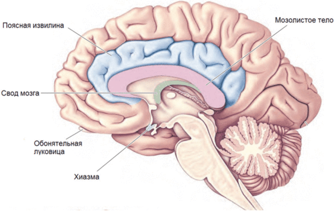 Мозолистое тело головного мозга (сагиттальный срез).
