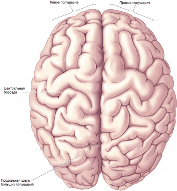 Полушария головного мозга (вид сверху).