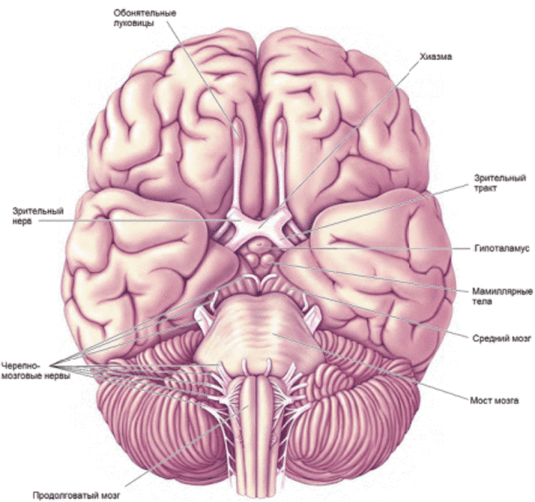 Базальная поверхность полушарий мозга.