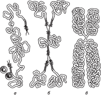 Схема самовоспроизведения хромосом (по В. Н. Ярыгину).