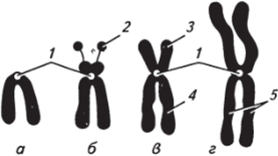 Типы хромосом (по В. Н. Ярыгину).