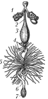 Пищеварительная система членистоногих (на примере черного таракана).