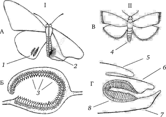 Типы феромонных желез насекомых (по Скиркявичюсу.