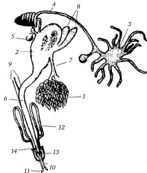 Строение полового аппарата самки степного щелкуна (по Иващенко, Адаменко, 1980).