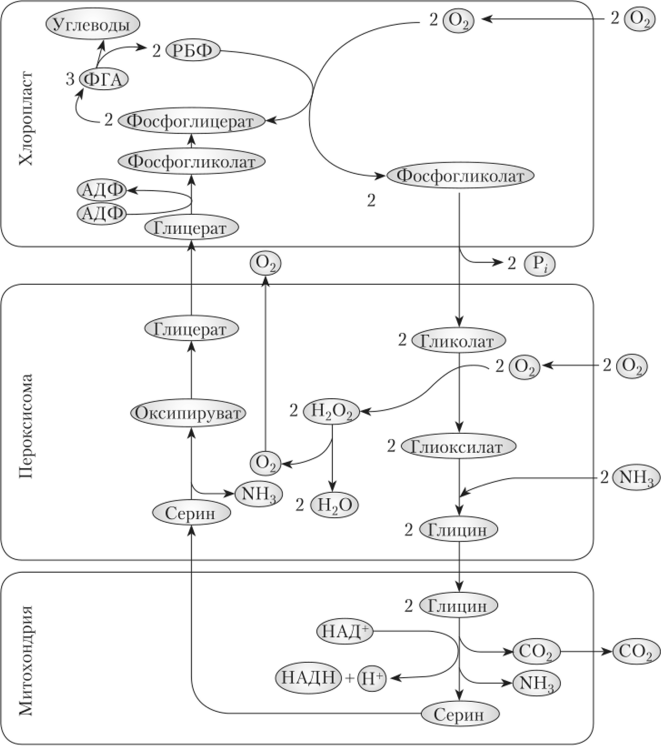 Гликолатный цикл фотосинтеза.