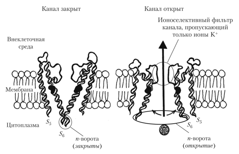 Схема молекулярного устройства воротного механизма К-каналов, выделенных из бактериальных мембран.