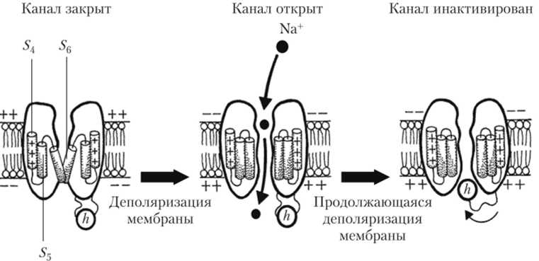 Схема работы активационных m-ворот и инактивационных h-ворот №-канала.
