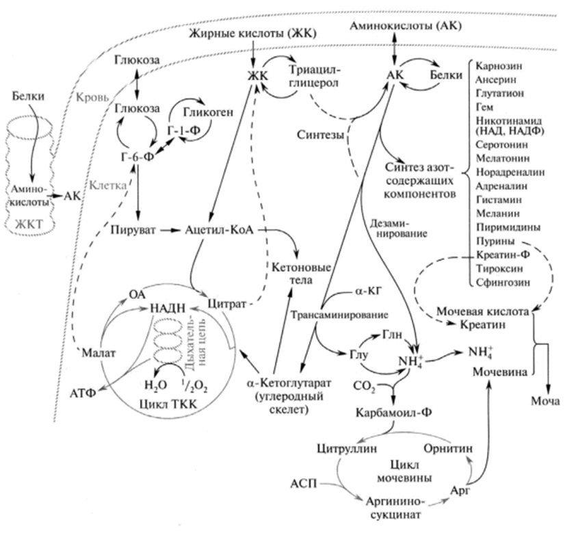 Общая схема белкового обмена и его интеграция с обменом углеводов и липидов.