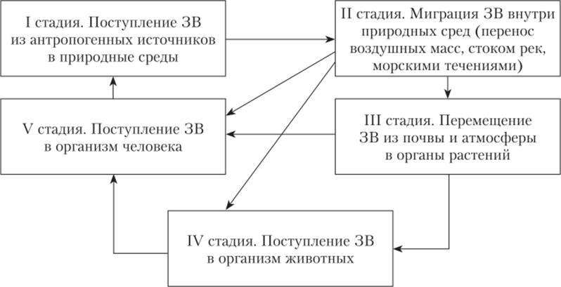 Схема миграции ЗВ в окружающей среде (Л. С. Астафьева, 2006).