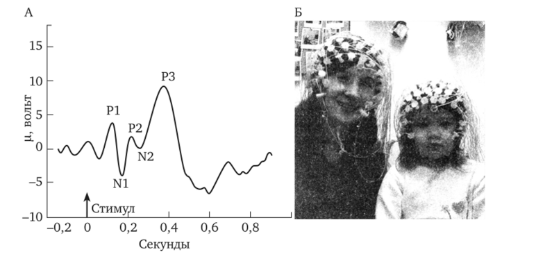 Типичная картина вызванных потенциалов мозга (А) и подготовка эксперимента по регистрации электрической активности мозга в процессах социального взаимодействия (Б).