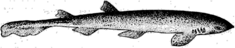 Собака-акула (Scylliorhinus canicula L.).