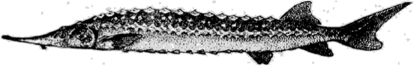 Севрюга (Acipenser stellatus Pallas).