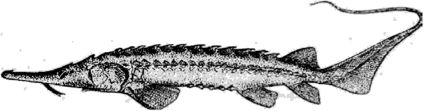 Лопатонос амударьинский (Pseudoscaphirhynchus kaufmani).