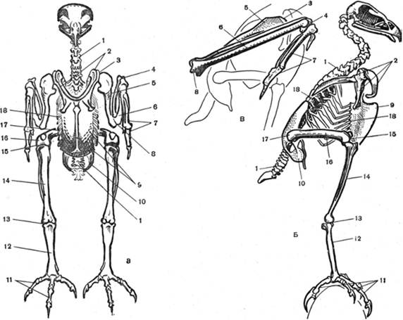Скелет хищной птицы. А — фас; Б — профиль; В — скелет крыла.