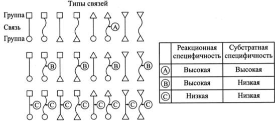Схемы воздействия ферментов на разные типы связей.