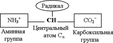 Схема строения молекул аминокислот.