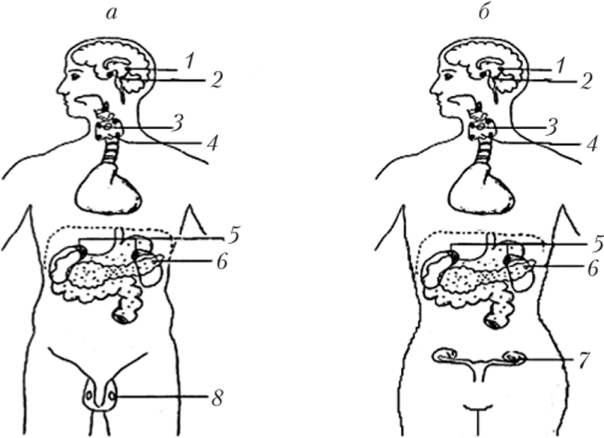 Схема анатомического положения эндокринных желез.