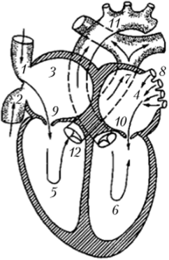 1 — верхняя полая вена; 2 — нижняя полая вена; 3 — правое предсердие; 4 — левое предсердие; 5 — правый желудочек; в — левый желудочек; 7 — легочная артерия; 8 — легочные вены; 9 — трехстворчатый клапан; 10 — двустворчатый (митральный) клапан; 11 — аорта; 12 — полулунные клапаны Различают два тома сердца: I тон — систолический; генерируется в результате колебаний створок предсердно-желудочковых клапанов, колебаний сухожильных нитей сосочковых мышц и колебаний стенок желудочков; II тон — диастолический; возникает вследствие захлопывания полулунных клапанов аорты и легочного ствола.