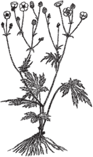 Anemone nemorosa - ветреница дубравная Aconitum napellus - борец синий Caltha palustris - калужница болотная Ranunculus acris - лютик едкий Delphinium elatum - живокость высокая Trollius europaeus - купальница европейская Жизненные формы: в основном многолетние травянистые растения, есть однолетники и небольшие одревесневающие лианы (рис. 58).