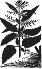 Urtica dioica - крапива двудомная Urtica и reus - крапива жгучая Жизненные формы: травы, реже - кустарники или небольшие деревья (рис. 64).