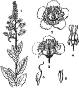 Подсемейство Спирейные. Спирея иволистная (Spiraea salicifolia).