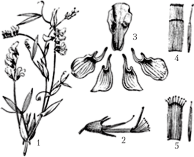 Семейство Бобовые. Чина луговая (Lathyrus pratensis).
