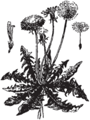 Подсемейство Asteroideae Achillea millefolium - тысячелистник обыкновенный.