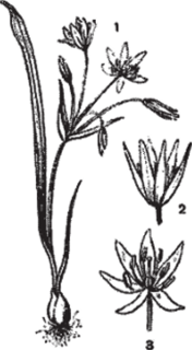 Семейство Лилейные Гусиный лук желтый (Gagea lutea).