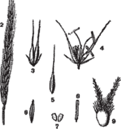 Отдел Покрытосеменные (Цветковые) — Magnoliophyta.