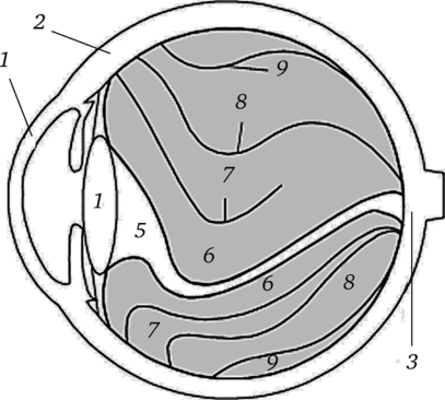 Схематическое изображение структуры стекловидного тела, по Эйснеру (G.Eisner), на сагиттальном разрезе глазного яблока (стекловидное тело обозначено серым цветом).